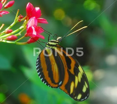 Black orange butterfly insect Stock Photos
