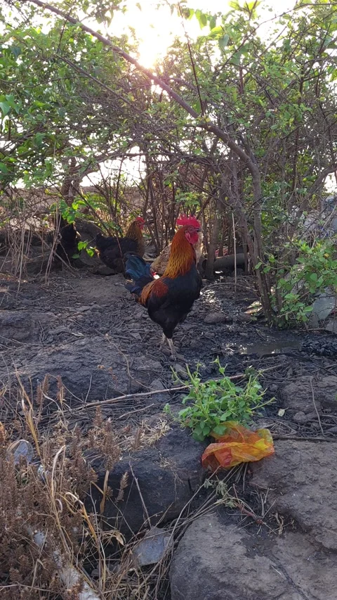 Black-orange coloured hen in flock of chickens in rural area at middle of day Stock Footage 272770450