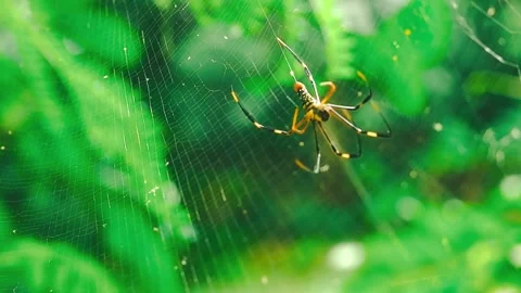 Black orange spider walking on spider web 動画素材 150353382