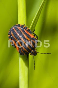 Black orange striped bug Stock Photos