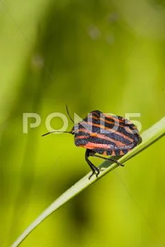 Black orange striped bug Stock Photos