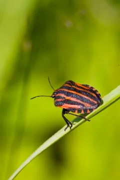 Black orange striped bug Stock Photos