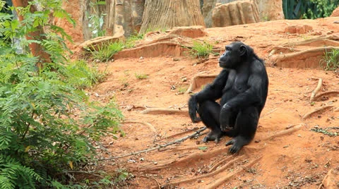 Black orangutan monkey Stock Footage 25229995