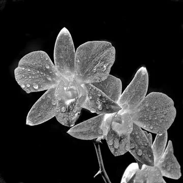 Black Orchid Foto stock