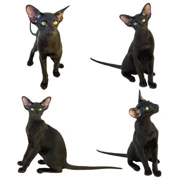 Black oriental cat set collection Stock Illustration