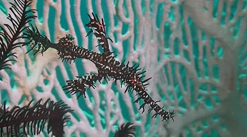 Black Ornate ghost pipefish Stock Footage 41724681
