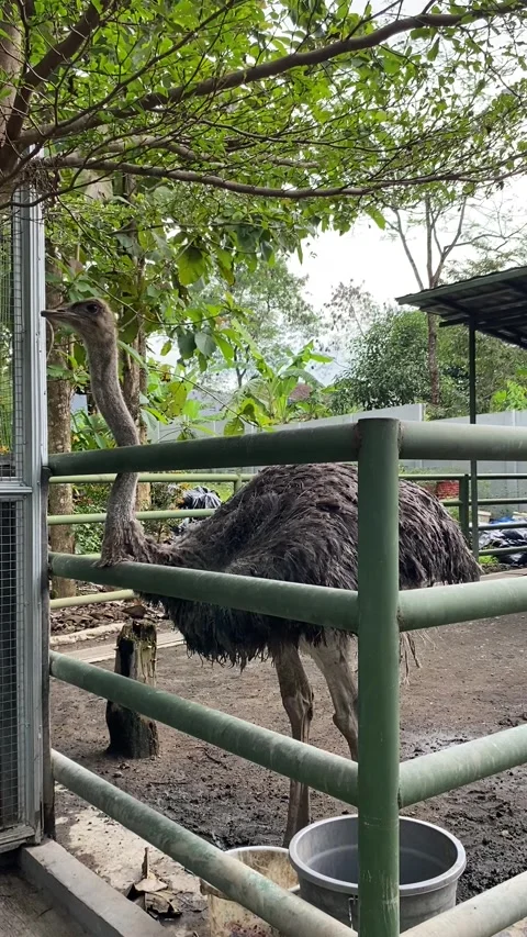 A black ostrich is in a cage. Stock Footage 327253638