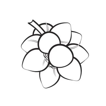Black outline bunch of coconuts Stock Illustration