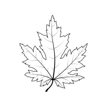 Black outline drawing of maple leaf Stock Illustration