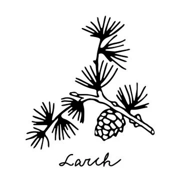 Black outline hand drawing vector illustration of a young fresh branch of lar Ilustración de archivo