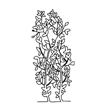 Black outline hand drawing vector illustration of two deciduous trees with le Stock Illustration