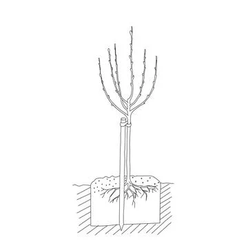 A Black outline hand drawing vector illustration of a leafless tree planting Stock Illustration