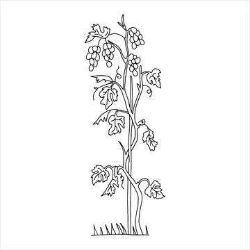 Black outline hand drawn vector illustration of a grapevine plant with fruits Stock Illustration
