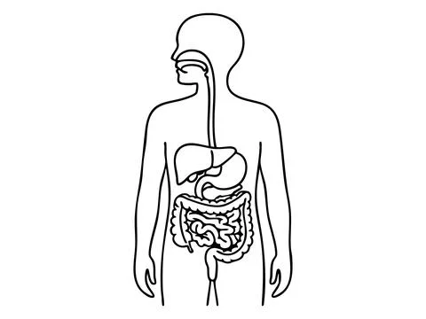 Black outline of human digestive system isolated on white background, graphic Stock Illustration