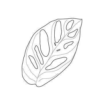 Black outline leaf of monstera adansonii. Isolated black line exotic leaf of  Stock Illustration