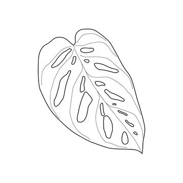 Black outline leaf of monstera adansonii. Isolated black line exotic leaf o.. Stock Illustration