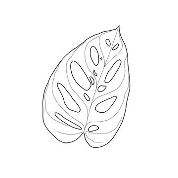 Black outline leaf of monstera adansonii. Isolated black line exotic leaf of  Stock Illustration