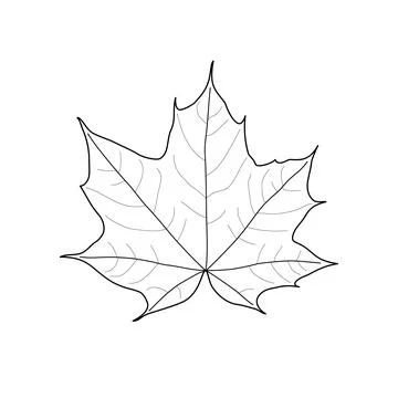 Black outline maple leaf. Isolated black line leaf of maple on white backgrou Illustrazione stock