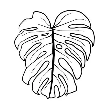 Black outline monstera sheet vector illustration. Isolated on a white backg.. Stock Illustration