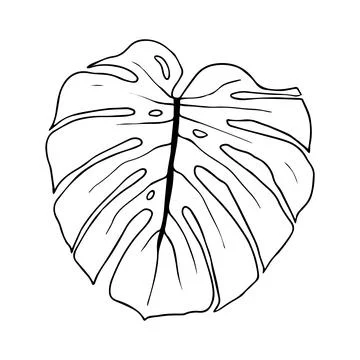 Black outline monstera sheet vector illustration. Isolated on a white backg.. Stock Illustration