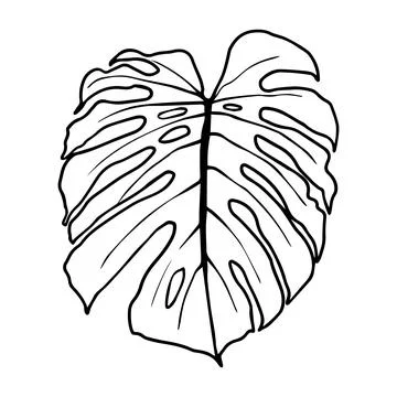 Black outline monstera sheet vector illustration. Isolated on a white backg.. Stock Illustration