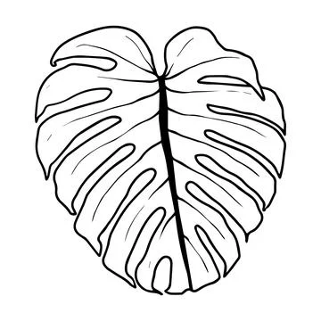 Black outline monstera sheet vector illustration. Isolated on a white backg.. Stock Illustration