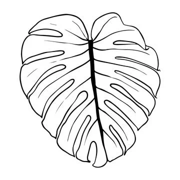 Black outline monstera sheet vector illustration. Isolated on a white backg.. Stock Illustration