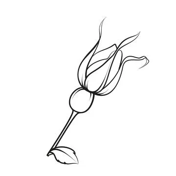 Black outline rosehip on white background. Hybrid tea rose Stock Illustration