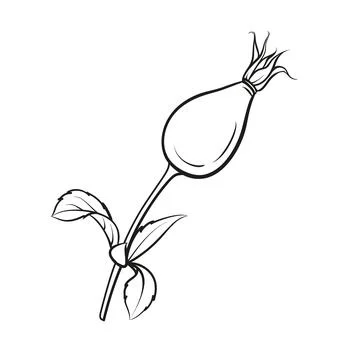 Black outline rosehip on white background. Hybrid tea rose Stock Illustration