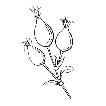 Black outline rosehip on white background. Hybrid tea rose Stock Illustration