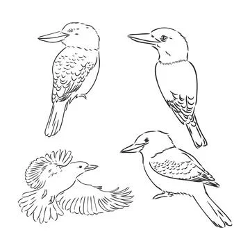 Black outlined kookaburra bird-vector drawing, kookaburra vector sketch illus Stock Illustration