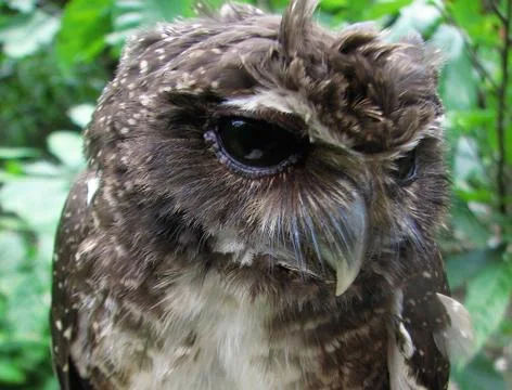 Black owl Stock Photos