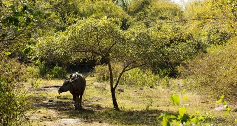 Black ox cooling down in the shadow taking shelter underneath small tree. Stock Photos