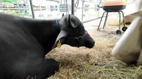Black ox resting and eating hay at tropical farm in Latin America - Agriculture Stock-Footage 335226090