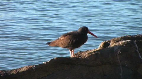 Black Oyster Catcher 스톡 동영상 37586491