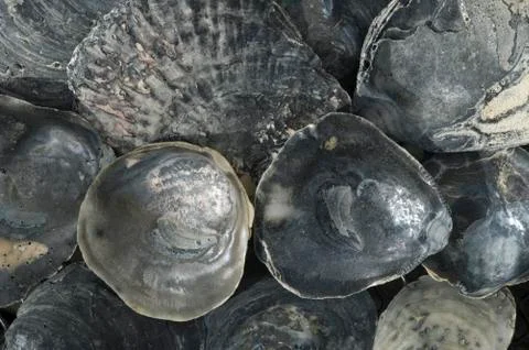Black oyster shell Stock Photos