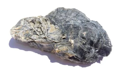 Black oyster shell Photos