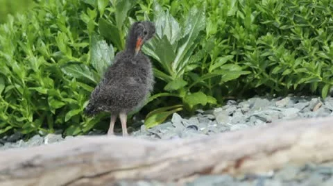 Black Oystercatcher chick Stock Footage 10574133