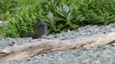 Black Oystercatcher chick Stock Footage 10587977