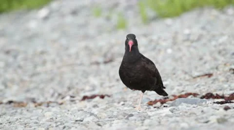 Black Oystercatcher Stock Footage 10573599