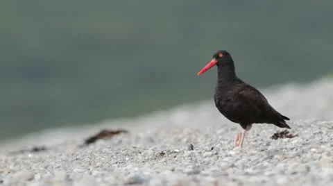 Black Oystercatcher Stock Footage 10579264
