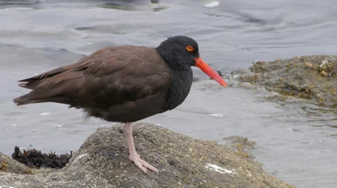 Black Oystercatcher Stock Footage 35194099