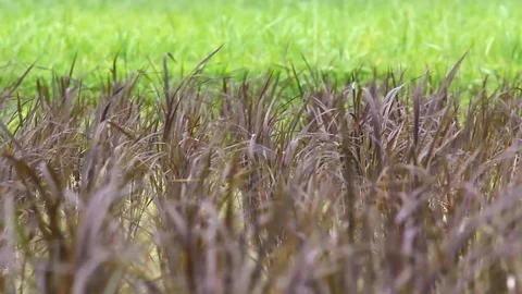 Black paddy field Stock Footage 78600437