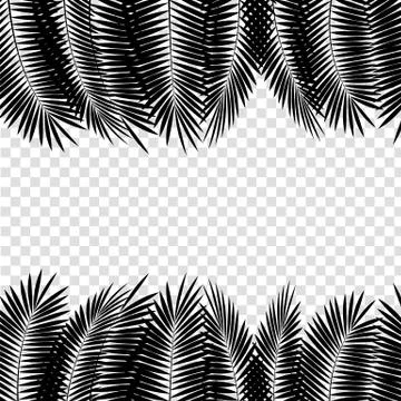 Black Palm Leaf on White Background. Vector Illustration Stock Illustration