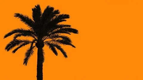 Black palm tree shape on orange background illustration Stock Illustration