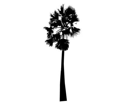 Black palm tree silhouette vector illustration, coconut tree  vector art Stock Illustration