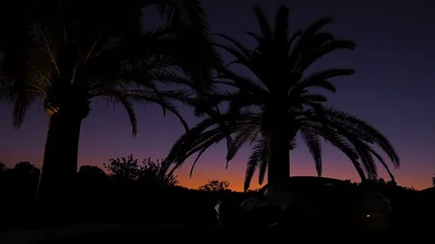 Black palm trees silhouettes on the background of sunset sky. Magnificent view Stock Footage 99978064