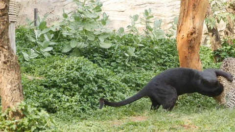 Black panther and leopard fighting in the jungle Stock Footage 73683041