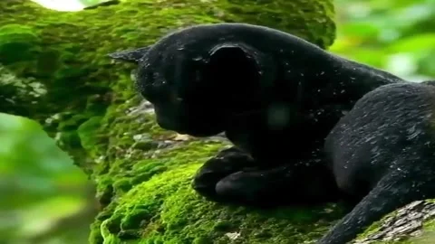 Black Panther Video stock 279293237