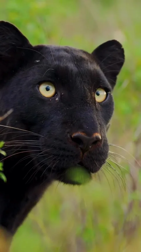 Black panther Stockbeeldmateriaal 330356351